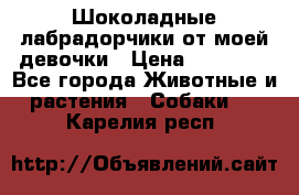 Шоколадные лабрадорчики от моей девочки › Цена ­ 25 000 - Все города Животные и растения » Собаки   . Карелия респ.